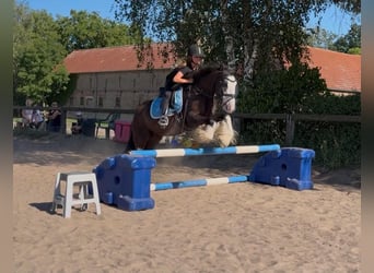 Cob Mix, Wallach, 6 Jahre, 140 cm, Rappe