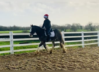 Cob, Wallach, 6 Jahre, 157 cm, Falbe