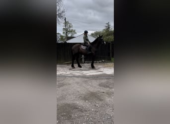 Cob Mix, Wallach, 6 Jahre, 163 cm, Rappe