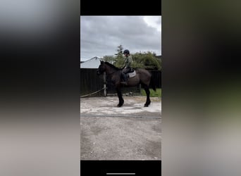 Cob Mix, Wallach, 6 Jahre, 163 cm, Rappe