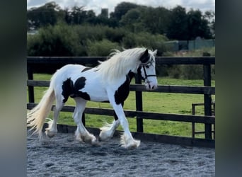 Cob, Wallach, 6 Jahre, 170 cm, Schecke
