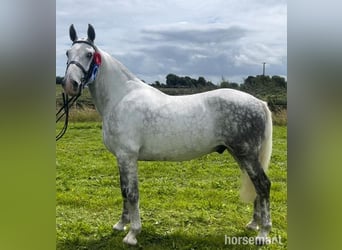 Cob, Wallach, 6 Jahre, Schimmel