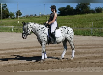 Cob, Wallach, 7 Jahre, 158 cm, Tigerschecke
