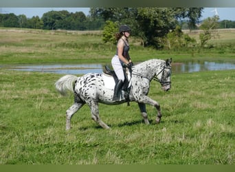 Cob, Wallach, 7 Jahre, 158 cm, Tigerschecke
