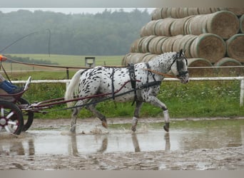 Cob, Wallach, 7 Jahre, 158 cm, Tigerschecke