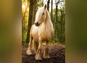 Cob, Wallach, 8 Jahre, 150 cm, Palomino