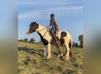 Cob, Wallach, 8 Jahre, 163 cm, Rappe