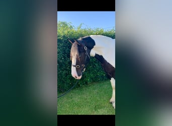 Cob, Wallach, 8 Jahre, 163 cm, Rappe