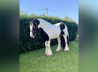 Cob, Wallach, 8 Jahre, 163 cm, Rappe