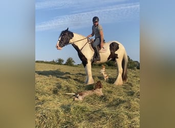 Cob, Wallach, 8 Jahre, 163 cm, Rappe