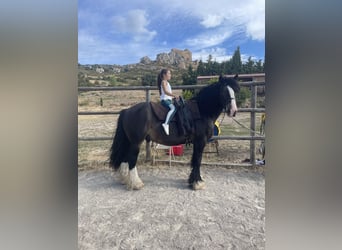 Cob, Wallach, 8 Jahre, 165 cm, Rappe