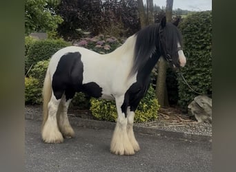 Cob, Wallach, 9 Jahre, 138 cm, Tobiano-alle-Farben