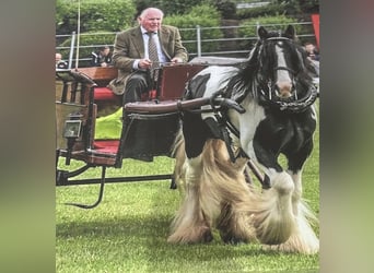 Cob, Wallach, 9 Jahre, 138 cm, Tobiano-alle-Farben