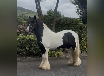 Cob, Wallach, 9 Jahre, 138 cm, Tobiano-alle-Farben