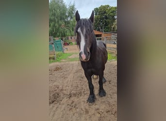 Cob, Wallach, 9 Jahre, 146 cm, Rappe