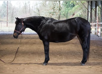 Cob, Yegua, 13 años, 152 cm, Castaño