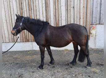 Cob, Yegua, 15 años, Morcillo
