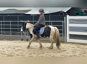 Cob, Yegua, 4 años, 121 cm, Pío