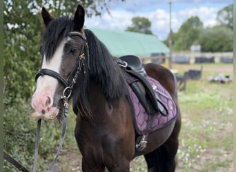 Cob Mestizo, Yegua, 4 años, 127 cm, Negro