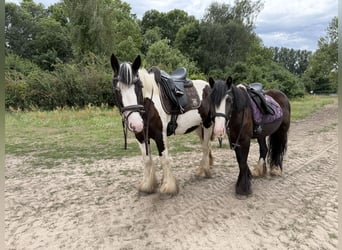 Cob Mestizo, Yegua, 4 años, 127 cm, Negro