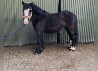 Cob, Yegua, 4 años, 128 cm, Negro