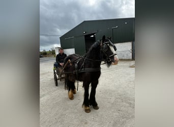 Cob, Yegua, 4 años, 128 cm, Negro