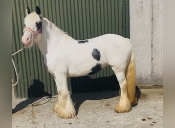 Cob, Yegua, 4 años, 133 cm, Pío