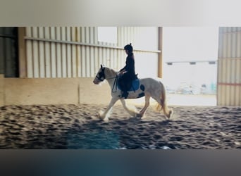Cob, Yegua, 4 años, 133 cm, Pío
