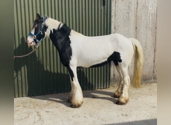 Cob, Yegua, 4 años, 140 cm, Pío