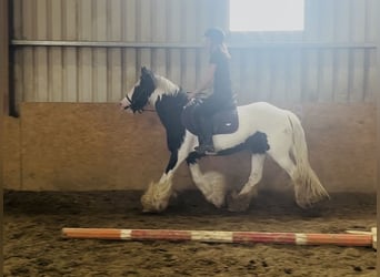Cob, Yegua, 4 años, 140 cm, Pío