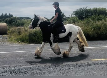 Cob, Yegua, 4 años, 140 cm, Pío