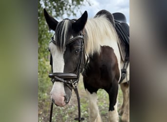 Cob Mestizo, Yegua, 4 años, 147 cm, Tobiano-todas las-capas