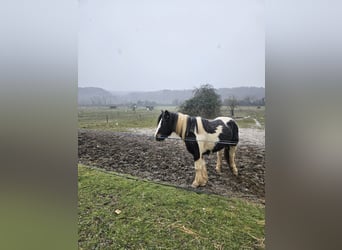 Cob, Yegua, 4 años, 148 cm, Palomino