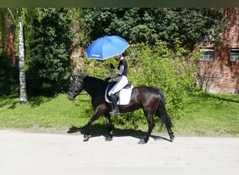 Cob, Yegua, 4 años, 152 cm, Negro