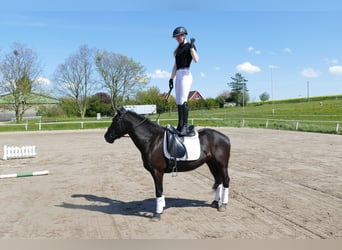 Cob, Yegua, 4 años, 152 cm, Negro