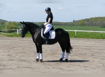 Cob, Yegua, 4 años, 152 cm, Negro