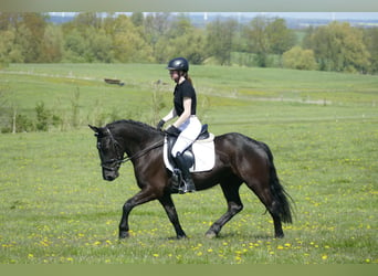 Cob, Yegua, 4 años, 152 cm, Negro