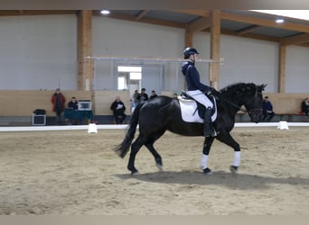 Cob, Yegua, 4 años, 152 cm, Negro