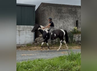 Cob, Yegua, 4 años, 156 cm, Pío