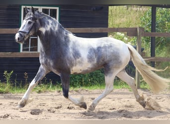 Cob Mestizo, Yegua, 4 años, Ruano azulado