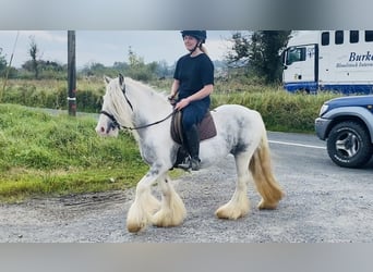 Cob, Yegua, 5 años, 135 cm, Porcelana