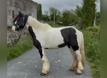 Cob, Yegua, 5 años, 138 cm, Pío