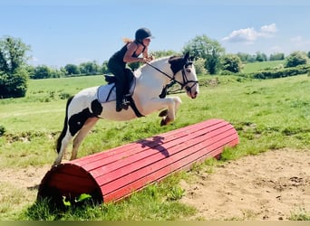 Cob, Yegua, 5 años, 138 cm, Pío