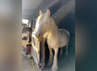 Cob, Yegua, 5 años, 150 cm, Cremello