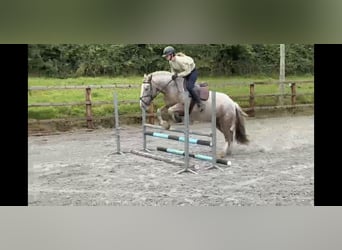 Cob, Yegua, 5 años