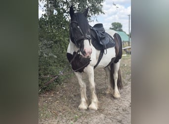 Cob Mestizo, Yegua, 6 años, 145 cm, Tobiano-todas las-capas