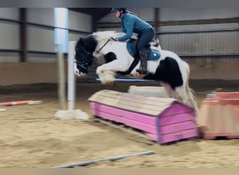 Cob Mestizo, Yegua, 6 años, 145 cm, Tobiano-todas las-capas