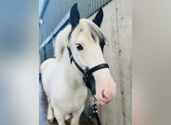 Cob, Yegua, 6 años, 160 cm, Tobiano-todas las-capas