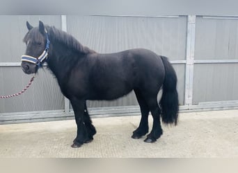 Cob, Yegua, 7 años, 123 cm, Negro