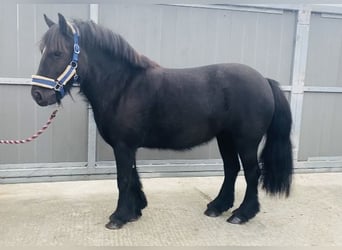 Cob, Yegua, 7 años, 123 cm, Negro